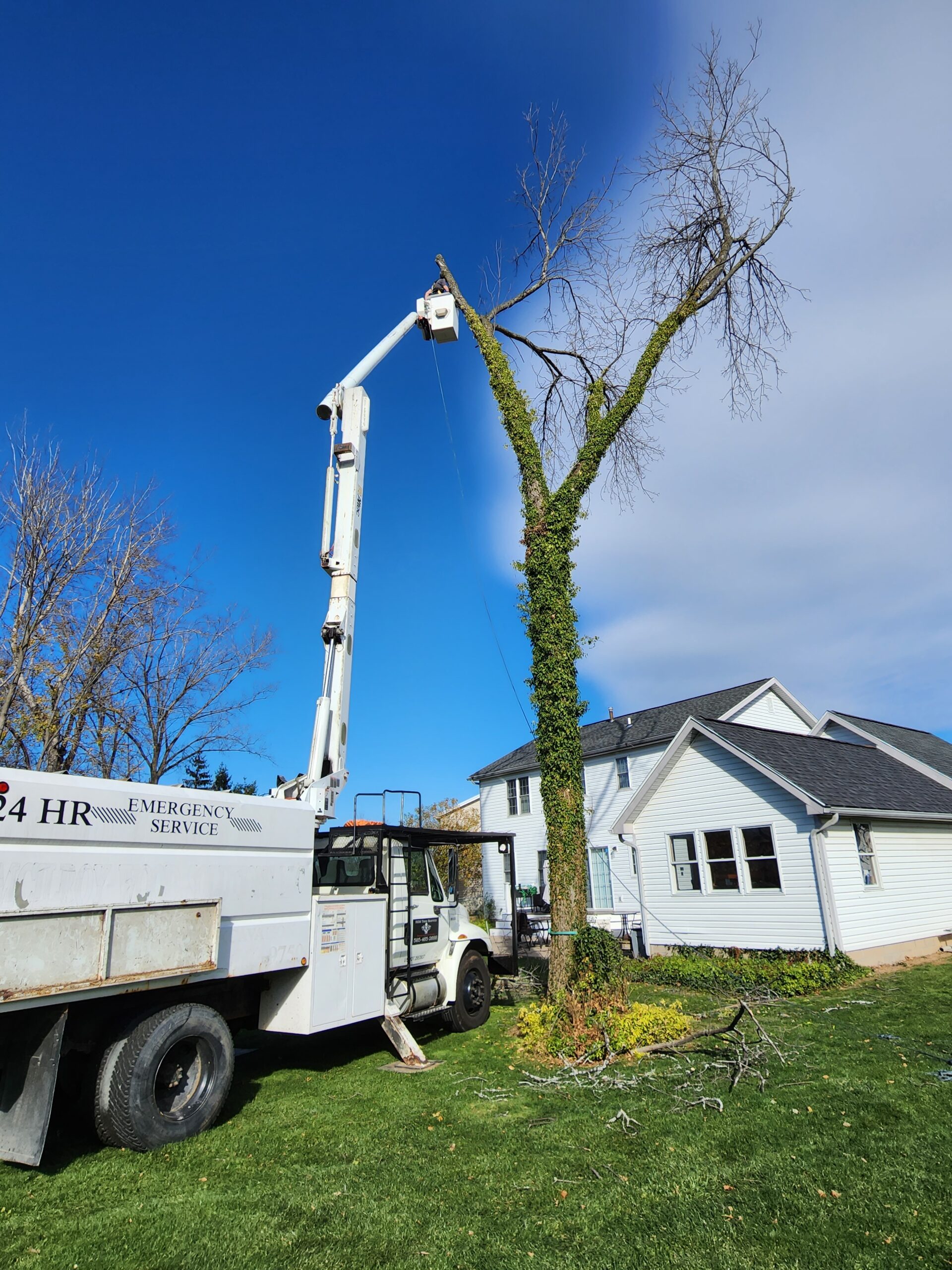 Rochester NY Tree Trimming