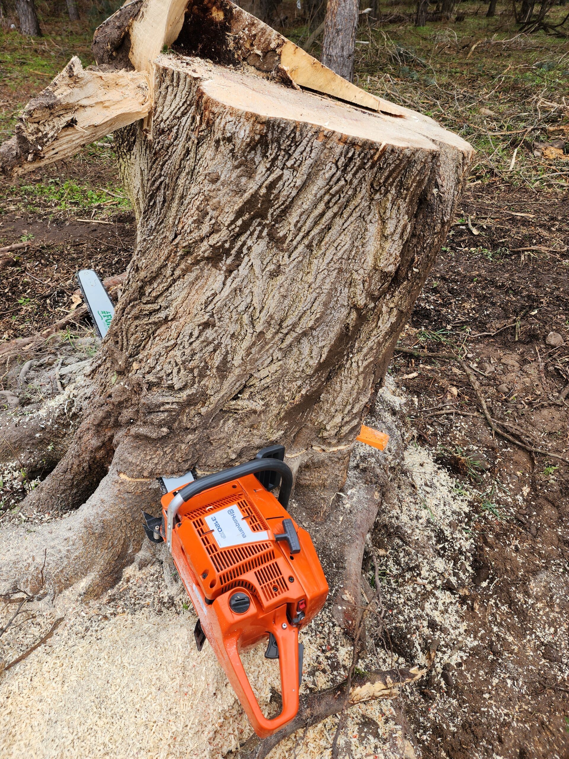 Tree Removal Service